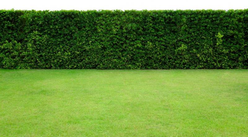 Taille des haies &agrave; Thiais, quand et comment proc&eacute;der ?